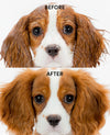Before-and-after comparison of a wet and dry dog portrait, showing a Cavalier King Charles Spaniel with wet brown-and-white fur at the top and dry, smoother brown-and-white fur at the bottom on a white background.