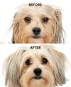 A before-and-after comparison of a small fluffy dog's face on a white background, with the top labeled BEFORE and the bottom labeled AFTER. The dog appears drier and cleaner in the after image.